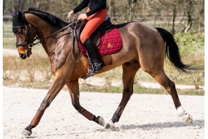 Tacante tapis de selle EXCEL-ANSE bordeaux écusson bleu marine - Bonnet INFI-KNIT bleu marine A bordeaux - cheval bai