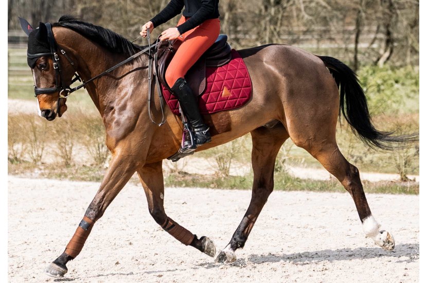 Tacante tapis de selle EXCEL-ANSE bordeaux écusson bleu marine - Bonnet INFI-KNIT bleu marine A bordeaux - cheval bai