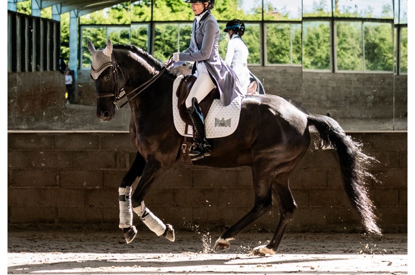 tapis de selle dressage INFI-KNIT blanc et Gris