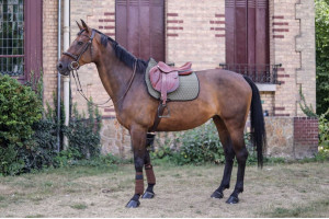 Tacante - tapis de selle INFI-KNIT mixte noir et kaki - porté cheval bai