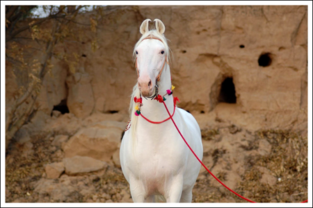 Tacante-article-le-cheval-porte-bonheur-cheval-Marwari