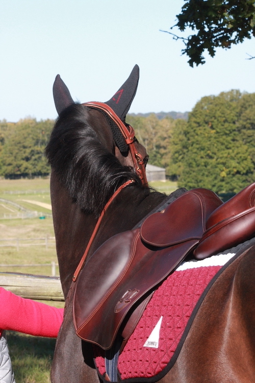 burgundy INFI-KNIT saddle pad