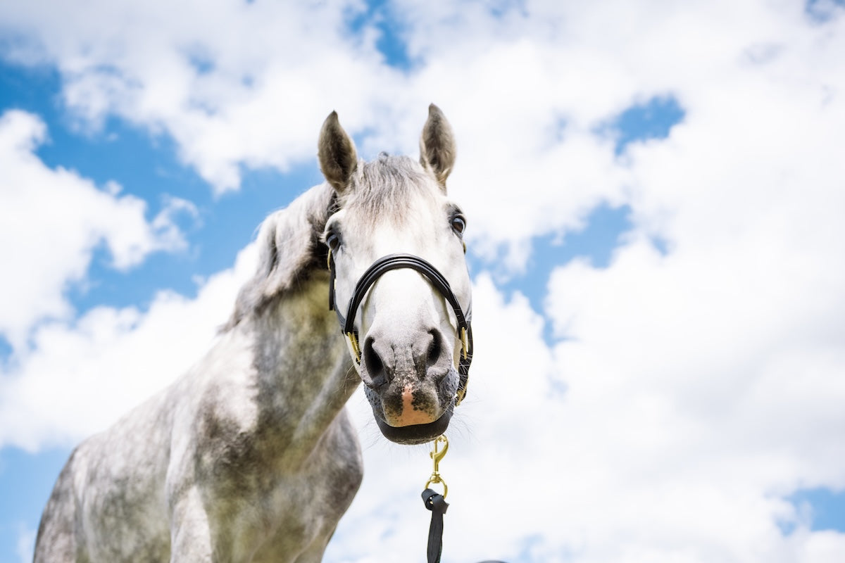 Cheval