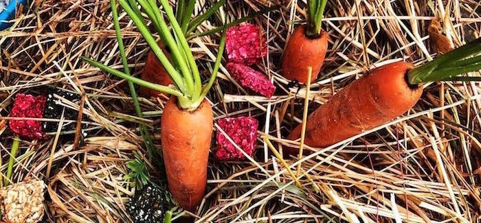 Friandises Bio