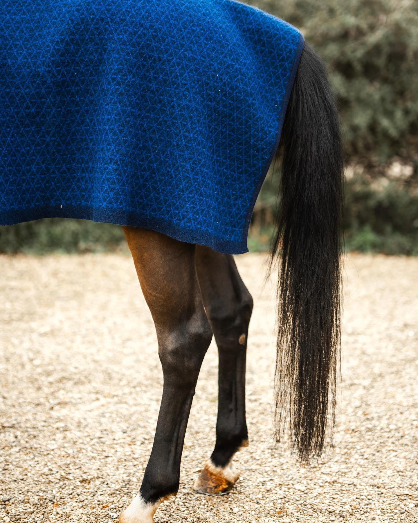 Pour les matins frisquets 🐑 🧶 🥶 
Carré de laine tricoté en France 🇫🇷. Disponible en bleu marine et bleu roi et noir et caramel sur Tacante.Com 
📸 @hpalprod 
//
#tacante #carreselaine #carredelaine #couverture #plaid #couvrereins #rug #horseriding #horserug #madeinfrance #laine #wool