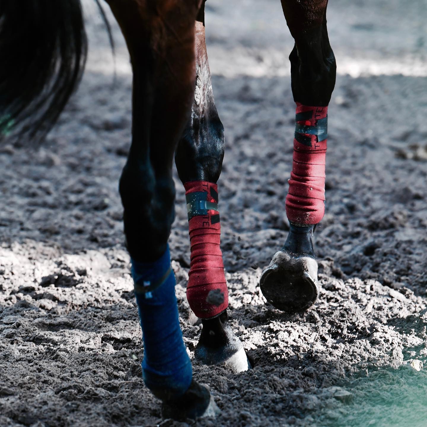 Step by step…
//
#tacante #bandage #madeinfrance🇫🇷 #rideandcare #knitting #horsecare #soinchevaldesport #bandesdepolo #equestrianequipment #tecycle #ecoresponsable♻️